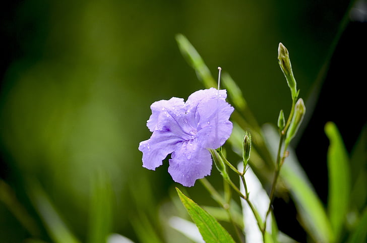 purple flowers, nice, the morning, flowers bloom, female, leaf, purple