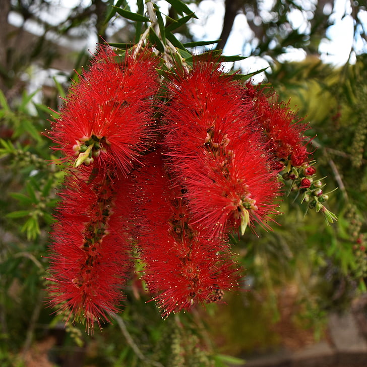Banksia, Australská, nativní, květ, závod, Flora, Bush