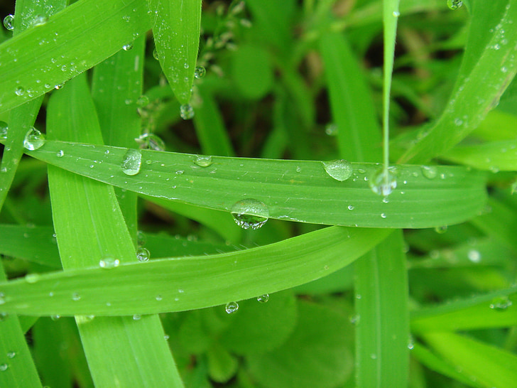 green leaf, dew, weeds