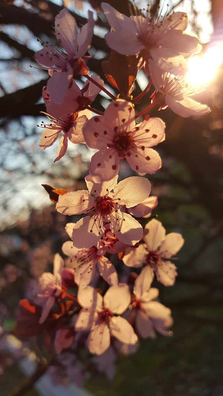 Blossom, mekar, ceri, cahaya, musim semi, Sakura, alam