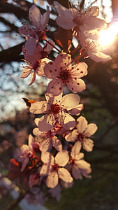 blossom, bloom, cherries, light, spring, cherry blossom, nature