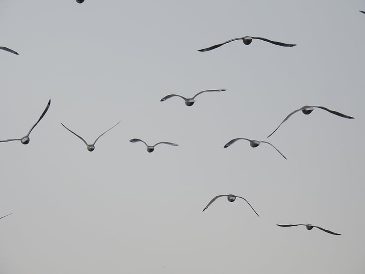 seagulls, flight, birds, sea, bird, wing, seagull