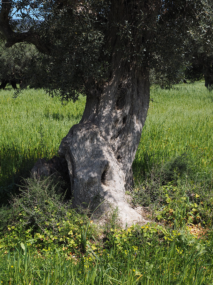 kmen, pokroucené, staré, Olivovník, olivových hájů, plantáž, strom