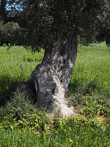 tribù, nodoso, vecchio, albero di ulivo, piantagione di ulivi, piantagione, albero