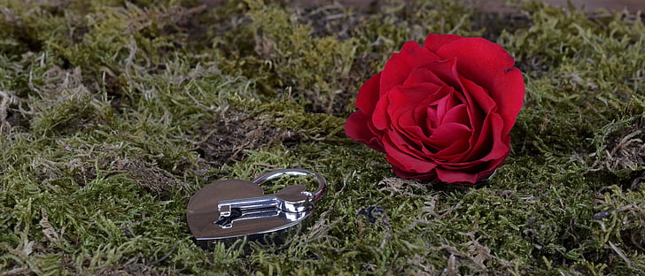 Rožė, širdies, pilis, raktas, atidaryti, raudona, raudona rožė