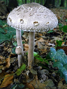 mushrooms, mushroom, grey, white, nature, forest, leaves