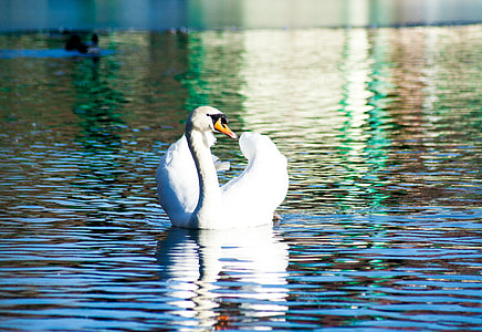 Swan, fuglen, vann, dammen, svømme, vakker, hvit