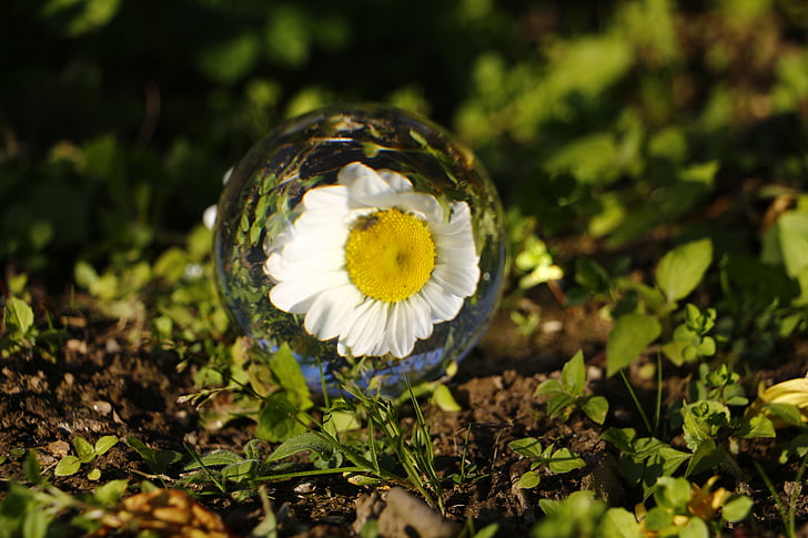 stiklo kamuolys, makro, kūrybos, nahaufmahme, gėlė, ramunės, Gamta