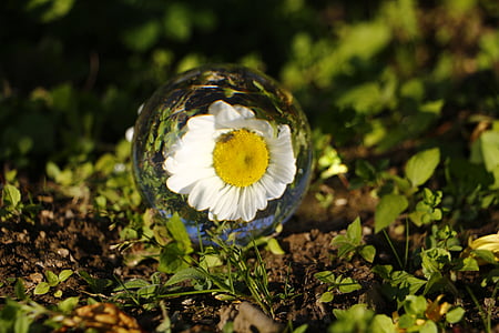 glass ball, macro, creative, nahaufmahme, flower, daisy, nature