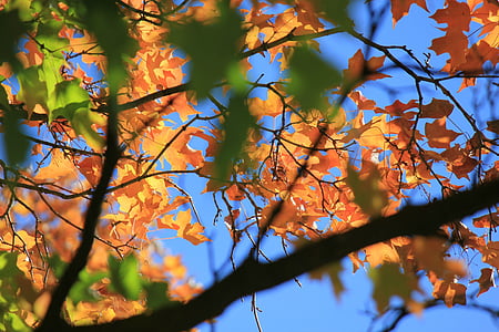 Jesenski listi, padec drevesa, modro nebo, jeseni, padec, drevo, listov