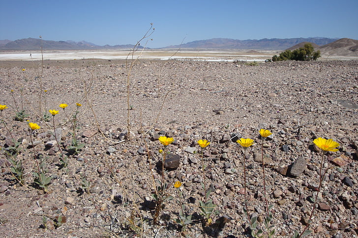 desert, flowers, desert flowers, yellow, desolate, leave, wideness