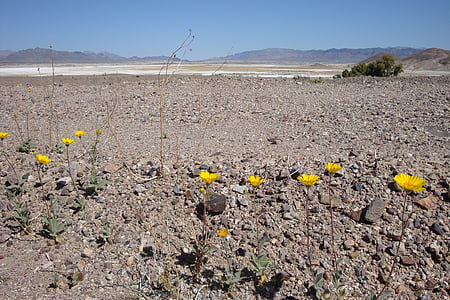 Pustynia, kwiaty, kwiaty na pustyni, żółty, opuszczony, urlop, ze swej niezwykłej przestronności