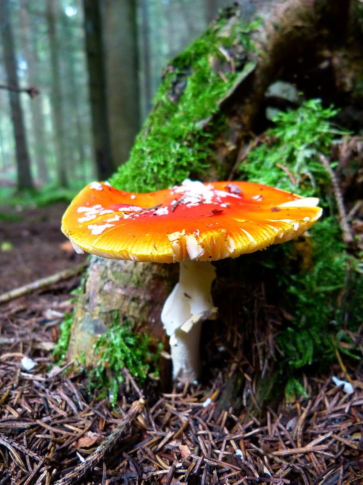 fly agaric, mushroom, red fly agaric mushroom, toxic, spotted, autumn, forest