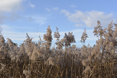 Reed, krajobraz, Natura, traw, tło