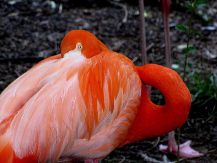 Flamingo, burung, hewan, merah muda, satwa liar, eksotis, tropis
