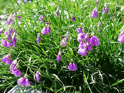 Piedmont leek, bunga, Blossom, mekar, merah muda, ungu, Narcissus bunga leek