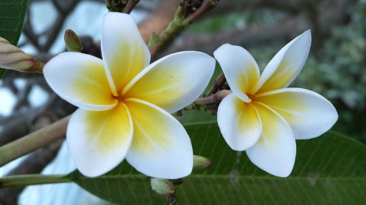 Bali, blomster, frangipani, hvit, gul, natur, anlegget