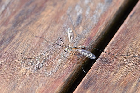 zanzara, insetto, natura, Sting, chiudere, zanzare, ala