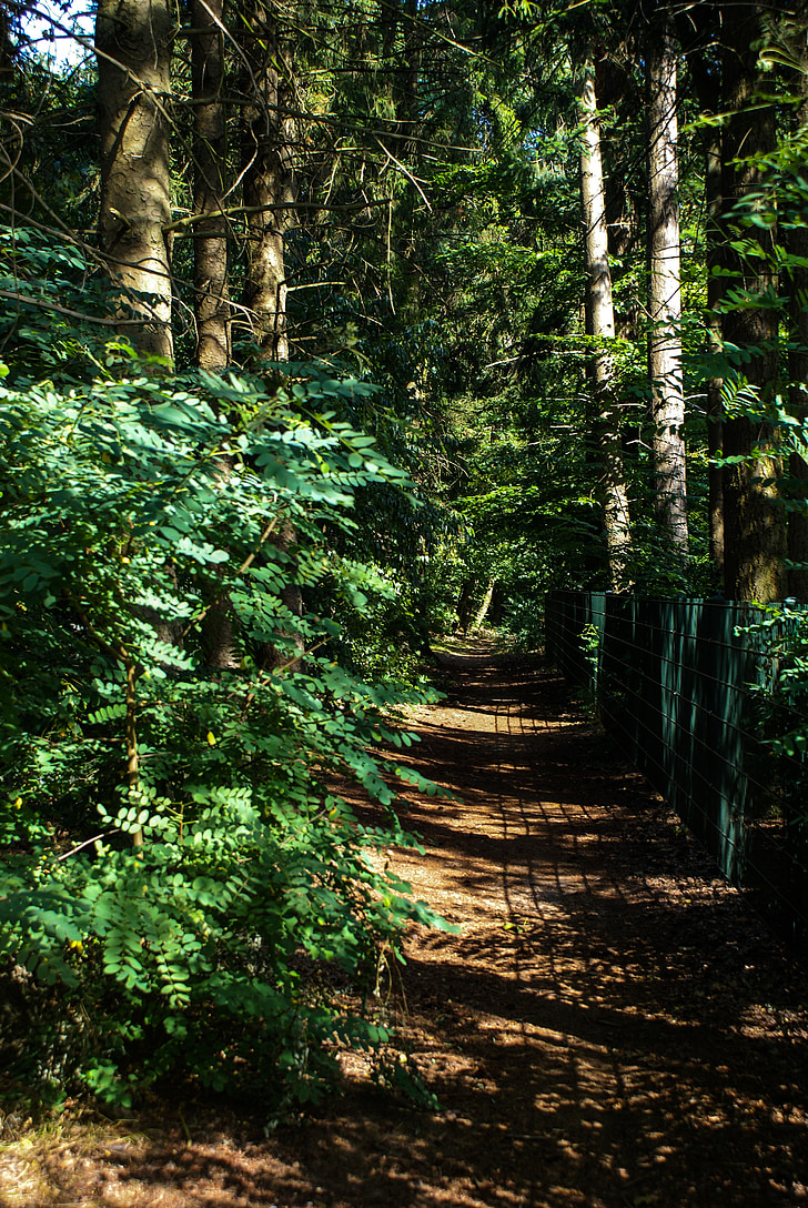 foresting, forest, fence, buitenweg, path, street, trees