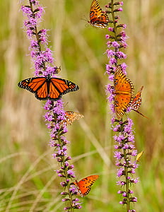 butterflies, monarch, insects, colorful, feeding, fragile, wings