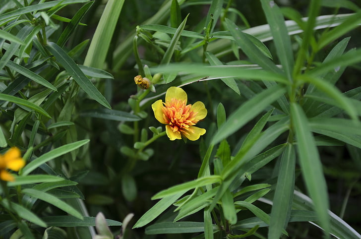 estragon, Herb, anlegget, gul, blomst, Trinidad, Tobago