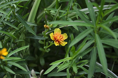 estragón, hierba, planta, amarillo, flor, Trinidad, Tobago