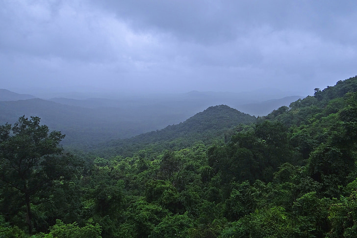 deštný prales, západní ghats, Mollem národní park, hory, vegetace, Goa, Indie