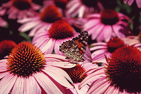Bloom, Schmetterling, Closeup, Flora, Blume, Blumen, Insekt