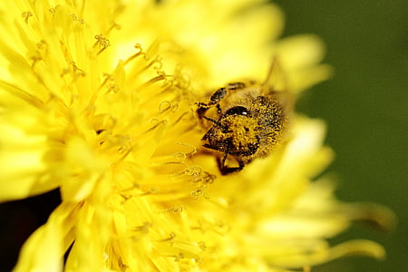 včela, žlutá, květ, zahrada, hmyz, makro, slunce