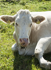 cow, animal, nature, mammal, cattle, alm, white