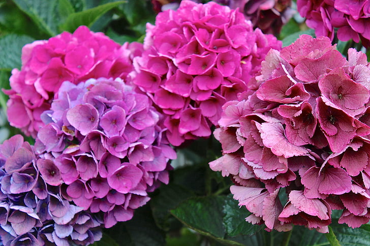 Hortenzia, virágok, rózsaszín
