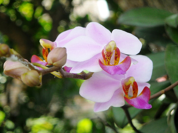 fleurs, Orchid, Purple