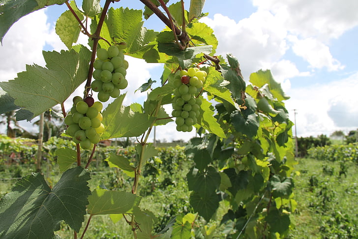 UVA, vinya, plàntules, Splitboard, la regió semi-àrida de sergipe