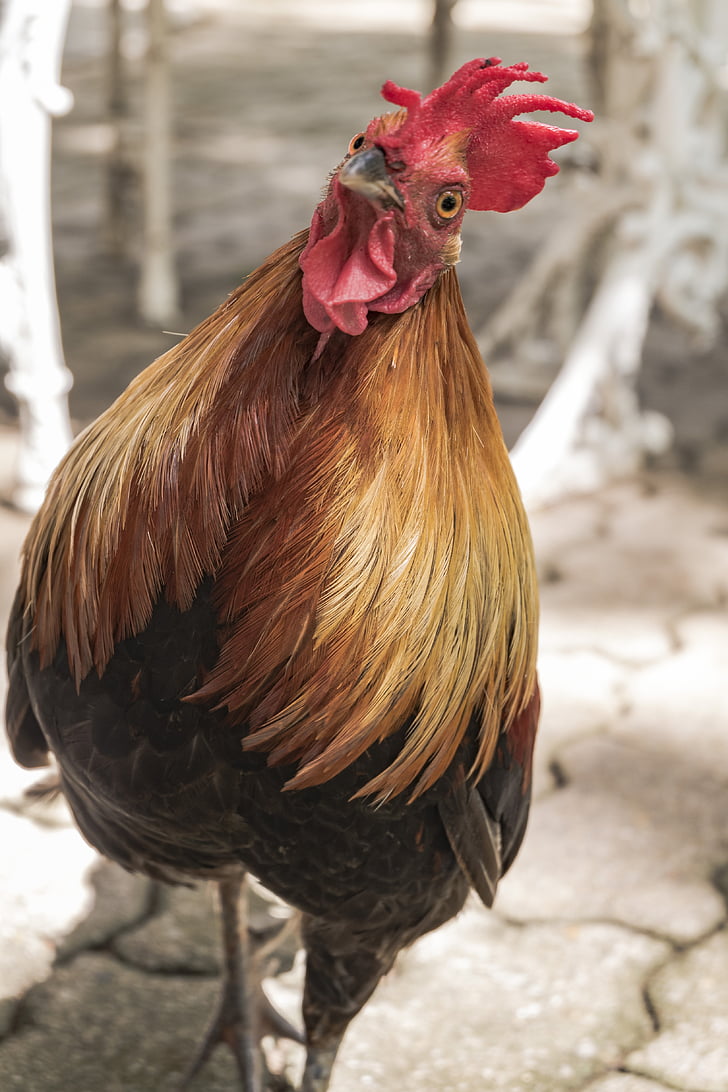 chicken, beak, hair, animals, rooster, cockscomb, chicken - bird