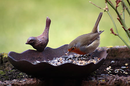 robin, bird, bird seed, bird bath, animal, eat, peck