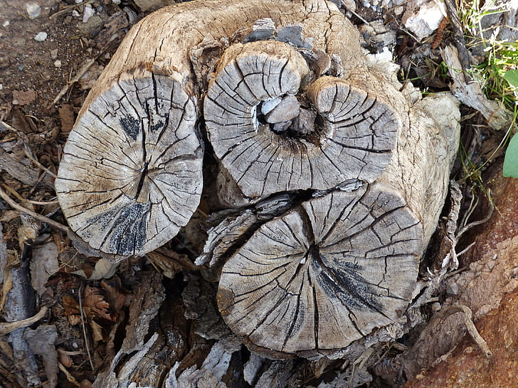 tree stump, wood grain, heart shape, structure, cutting edge, weathered, grain