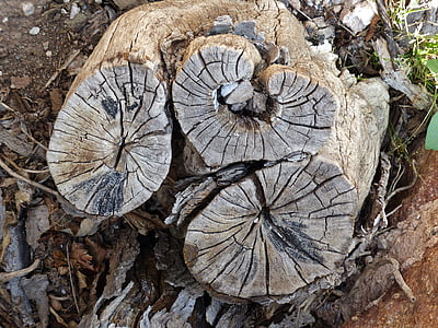 tocón de árbol, grano de madera, en forma de corazón, estructura, borde de corte, resistido, grano