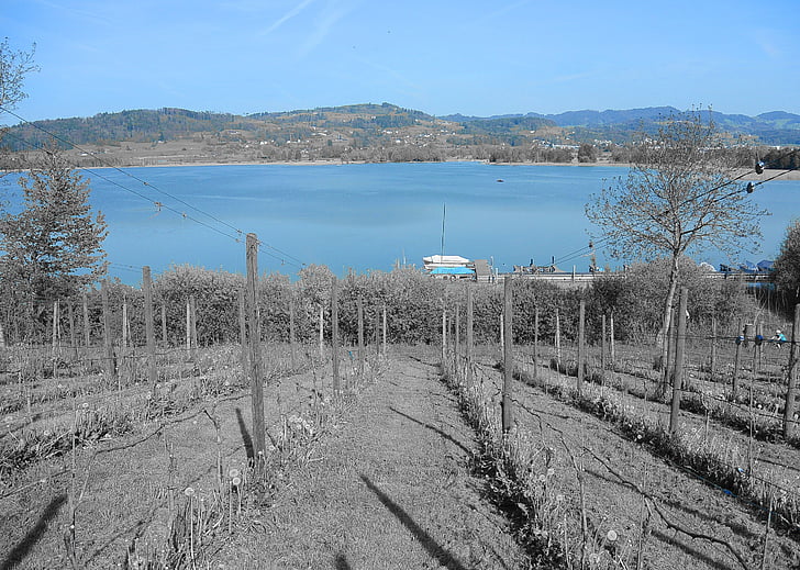vineyard, wine, lake, grapevine, landscape, nature, slope