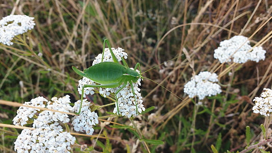 grasshopper, white flowers, macro, green grasshopper, plants