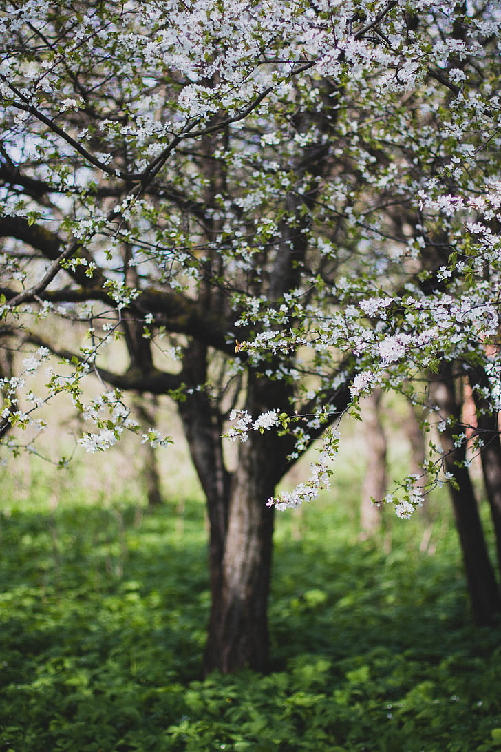 white, flowering, trees, flowers, nature, blossoms, branches