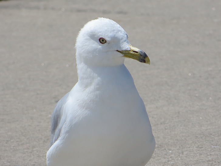 Goéland à bec cerclé sea gull, Sea gull, oiseau, Canada
