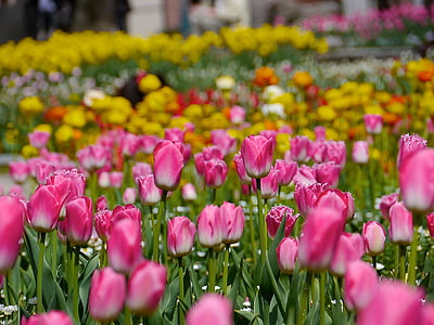 Tulip, blommor, fältet, färgglada, gul, Rosa
