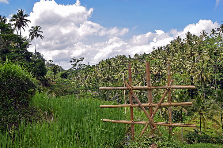 Балі, Індонезія, подорожі, Ubud, рисові тераси, рисові поля, поля