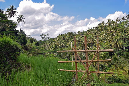 Бали, Индонезия, путешествия, Убуд, Рисовые террасы, рисовые поля, поля