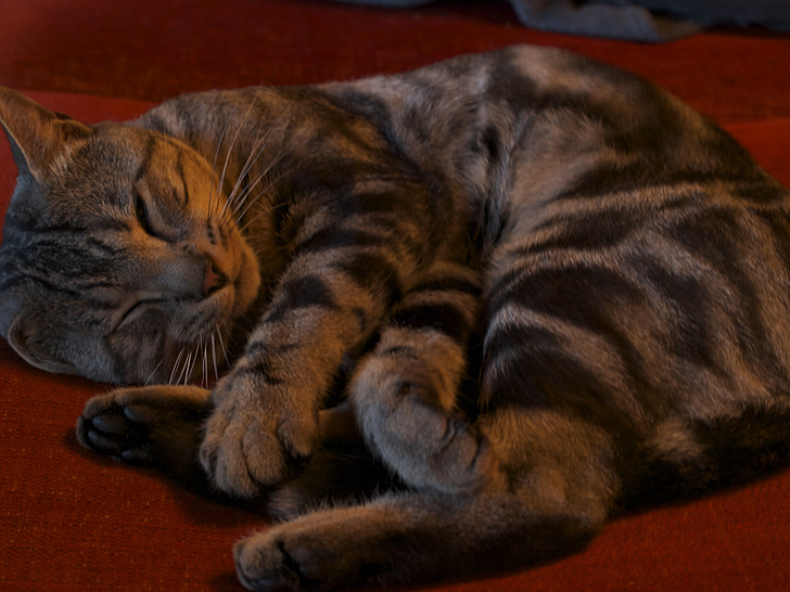 katt, sömn, bollen, grå, elongate, rännstenen, pers.