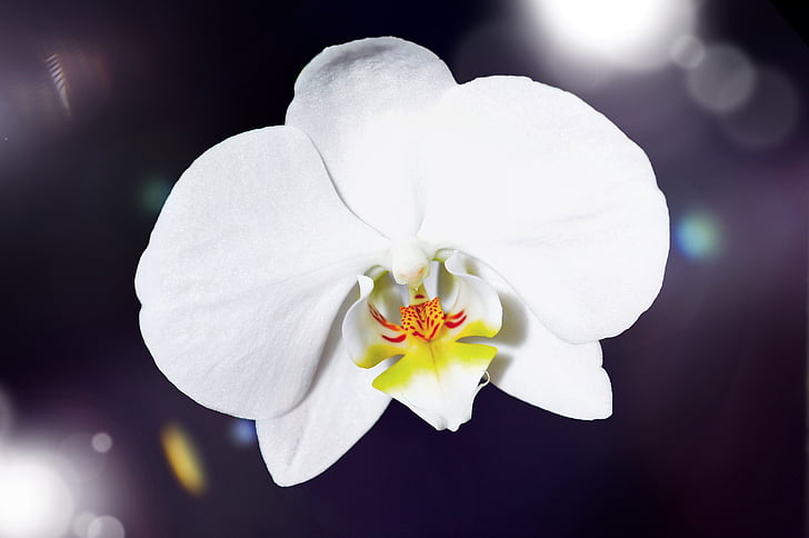 орхидея, цвете, Блосъм, Блум, бяло, растителна, затвори
