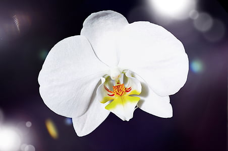 orquídia, flor, flor, flor, blanc, planta, tancar