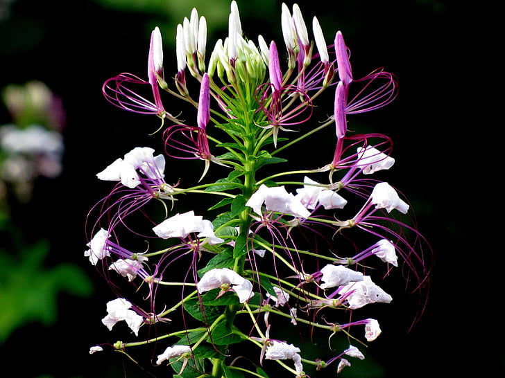 cleome hassleriana, spider flower, spider plant, cleome, purple, flower, nature