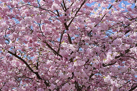 japanilaisten kirsikkapuiden, koriste kirsikka, kukka puu, vaaleanpunainen, Blossom, Bloom, puu