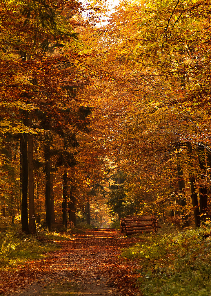 лісовій стежці, Осінь, Осіннє листя, настрій, краєвид, Природа, дерева